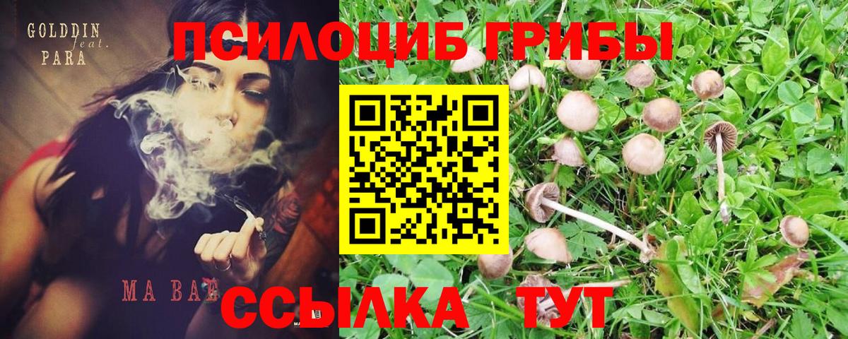 Всеволожск  Псилоцибиновые грибы Psilocybine cubensis  Вход с VPN 